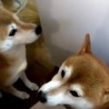 「すいません、こわ…