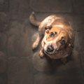 愛犬家に嫌われる？…