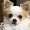 美形わんちゃんは家…