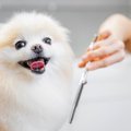 犬のトリマーが困惑…
