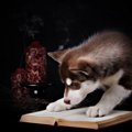 犬にまつわる5つの迷信