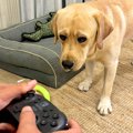 大型犬が『ゲームを…