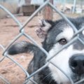 マラミュートの子犬…
