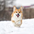 犬の寒さ対策は何を…