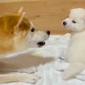 母犬に『小言』を言…