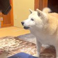 犬が昼寝しすぎた結…