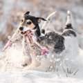 犬と一緒に楽しめる…