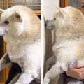 『賢い犬は壁に手を…