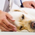 愛犬が交通事故に遭…