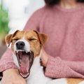 犬の『危険なあくび…