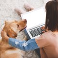 犬が『飼い主の近く…