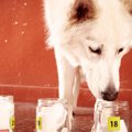 犬の『嗅覚』はどの…