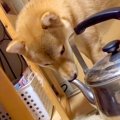 やかんの注ぎ口に鼻…