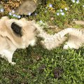 犬を『パノラマ撮影…