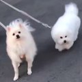 犬たちの『ママとパ…