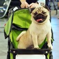 非常識すぎる！犬の…