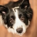 犬が喜ぶ！褒め上手…