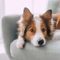 犬が飼い主の椅子の…
