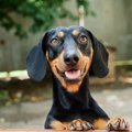 犬がおしり歩きをす…
