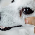 犬に涙やけができて…