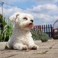 犬が保冷剤を誤飲し…