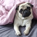冬に犬を留守番させ…