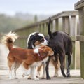 初対面の犬同士がよ…