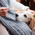 犬が老犬になる前に…