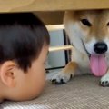 犬が怖くて、指先で…