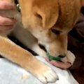 思ってたんとちがう……