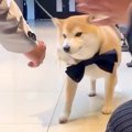 結婚式で犬に『リン…