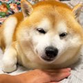 眠そうな犬のあごの…