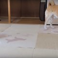 相棒の食器が気にな…