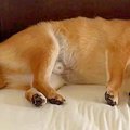 ベッドの隅っこで気…