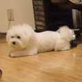 食後のワンちゃんの…