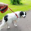 犬がお散歩中にチラ…