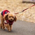 犬に『伸縮リード』…