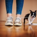 犬が『ひも』を好き…