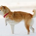 犬の気持ちは『足取…
