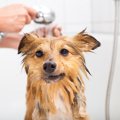 犬のシャンプーにお…