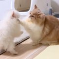 まだ出会って数日の…