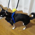 引っ張り＆吠え癖の…