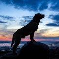 犬の人間との歴史　…
