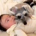 赤ちゃんの頃から犬…