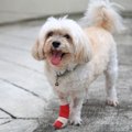 犬が外で怪我をして…