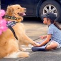 男の子と大型犬をこ…