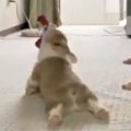 これぞ真の脱力系！…