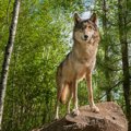 歴史が古い犬種5選
