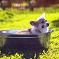 犬の散歩から帰って…