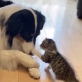 もぐもぐする大型犬…
